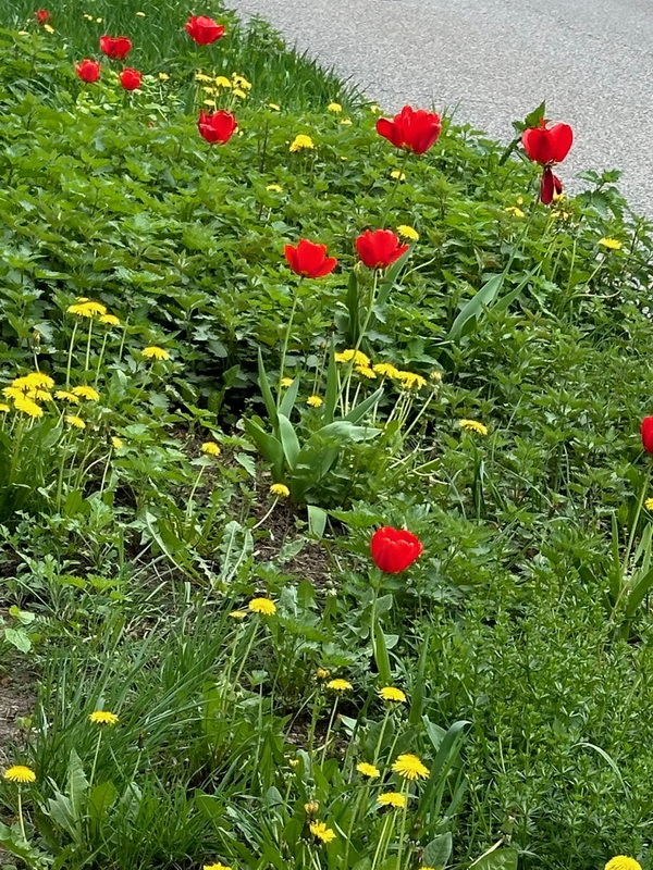Blühende Tulpen an der Klaistower Straße